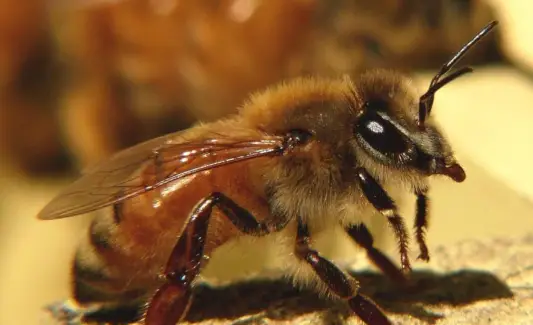 Abella, missatges i tòtems d'animals espirituals, simbolisme de l'abella, significat de l'abella, tòtem de l'abella, somni d'abella, missatges