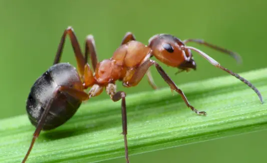 Formiga, Mensagens de Animais, Totens, Espíritos, Simbolismo da Formiga, Significado da Formiga, Sonho de Formiga, Totem de Formiga