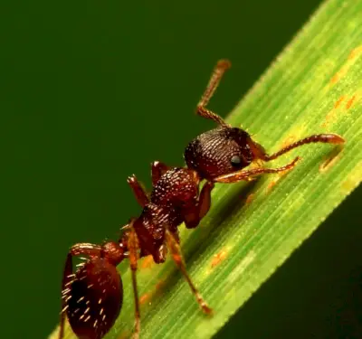 Formiga, Mensagens de Animais, Totens, Espíritos, Simbolismo da Formiga, Significado da Formiga, Sonho de Formiga, Totem de Formiga