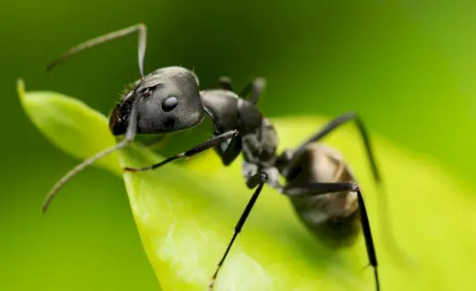 Formiga, Mensagens de Animais, Totens, Espíritos, Simbolismo da Formiga, Significado da Formiga, Sonho de Formiga, Totem de Formiga