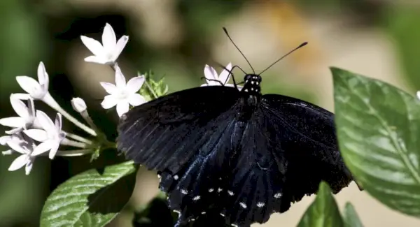 Borboleta, Insetos, Insetos, Mensagens e Totens de Animais, Simbolismo da Borboleta, Significado da Borboleta, Totem de Borboleta, Sonho de Borboleta, Mensagens
