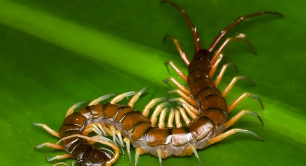 Stonožkový totem, sny a správy