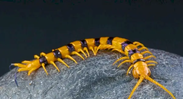 Symbolika, sny a posolstvá obrovského tigra stonožky