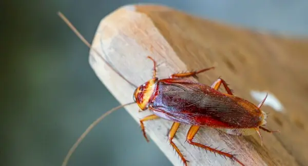 Totem da Barata, Sonhos e Mensagens