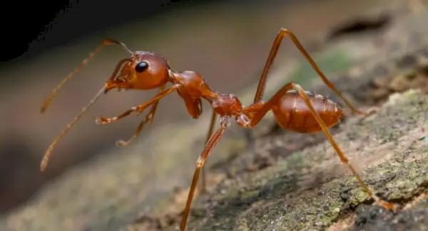 Totem de formigues de foc, somnis i missatges