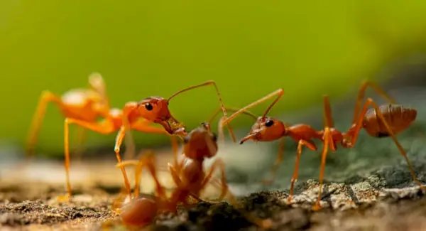 Simbolisme, somnis i missatges de formigues de foc