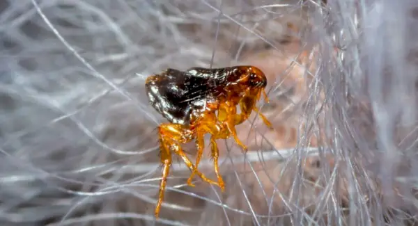 Loppis totem, drömmar och meddelanden