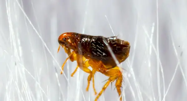 Loppsymbolik, drömmar och meddelanden