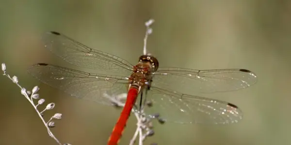 Libélula, Inseto, Significado da Libélula, Simbolismo da Libélula, Totem da Libélula, Sonho da Libélula