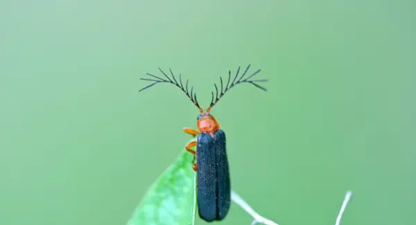 Firefly symbolik, drömmar och meddelanden