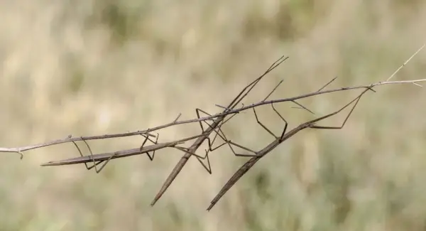 Stick Bug Значення