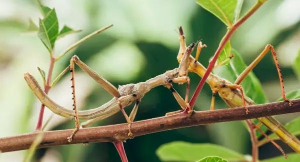 Палиця помилка символіка