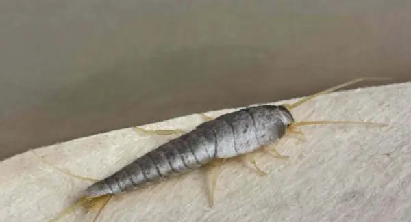 Символіка срібної рибки, тотем, сни та повідомлення