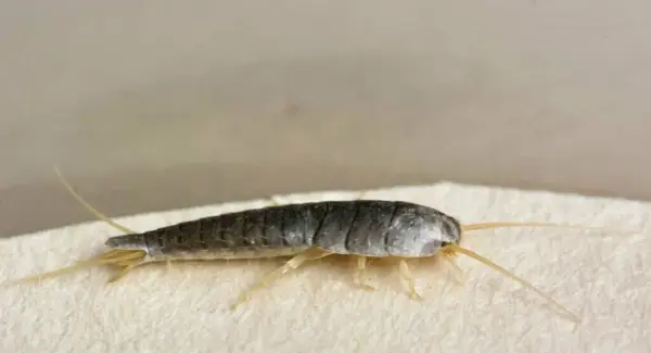 Тотем срібної рибки, сни та повідомлення