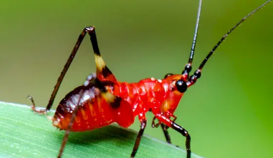 Grilo, insetos, insetos, mensagens e totens de animais, simbolismo do críquete, significado do críquete, totem do críquete, sonho do críquete e mensagens