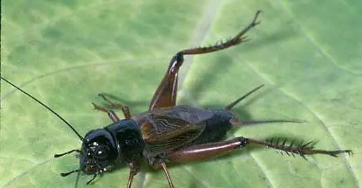 Críquete de campo, insetos, insetos, mensagens e totens de animais, simbolismo do críquete, significado do críquete, totem do críquete, sonho do críquete e mensagens