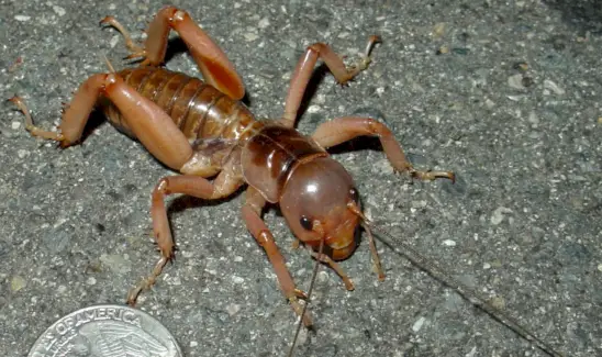 Grilo Mahagony Jereusalem, insetos, insetos, mensagens e totens de animais, simbolismo do críquete, significado do críquete, totem do críquete, sonho do críquete e mensagens