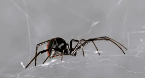 Simbolismo da Aranha