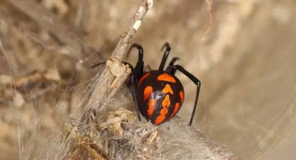 Totem de Aranha, Sonhos e Mensagens de Aranha