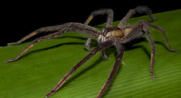 Significado de aranha