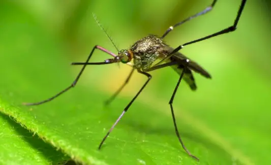 Mosquito da floresta, insetos, insetos, mensagens de animais e totens