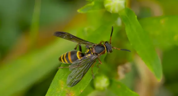Simbolismo da vespa e mensagens