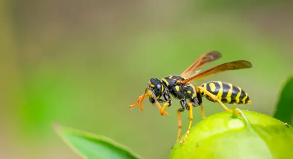 Totem de Vespa, Sonhos