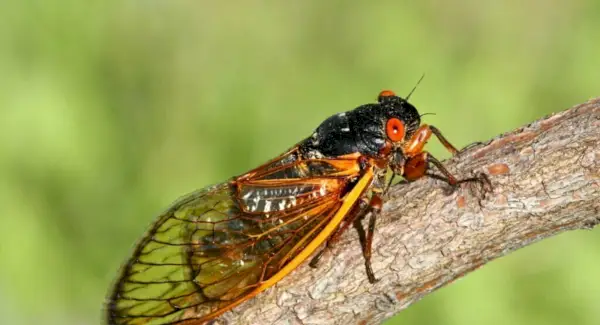 Cikadasymbolik, drömmar och meddelanden