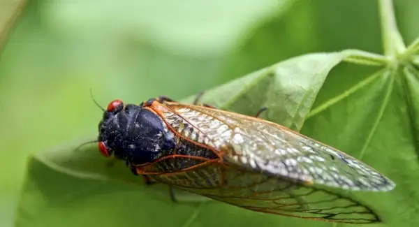 Cicada Totem, drömmar och meddelanden