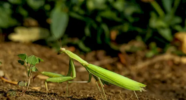 Sny a poselství kudlanky