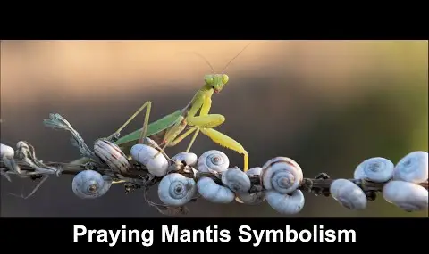 Přehrávač YouTube