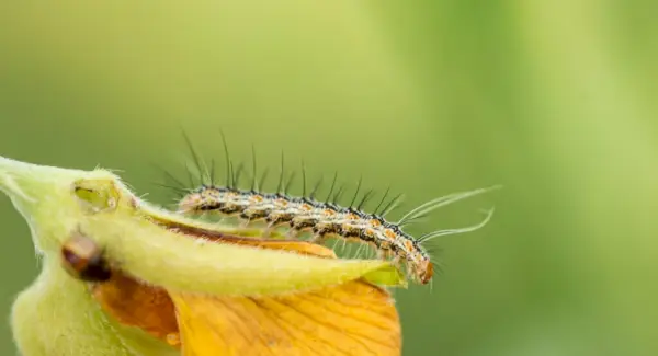 Symbolika housenky, sny a poselství