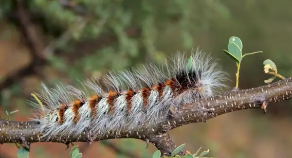 Caterpillar Totem, sny a zprávy