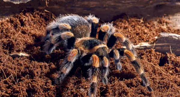 Simbolismo da Tarântula