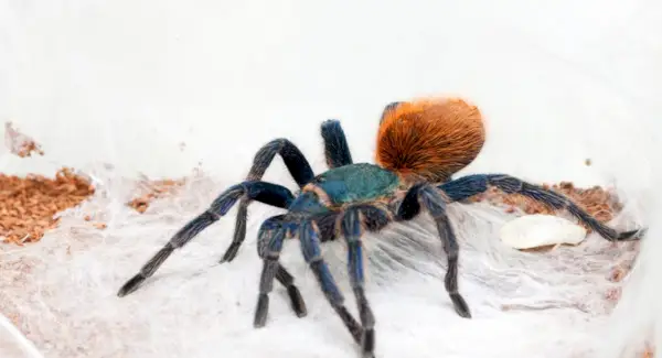 Totem Tarântula, Sonho