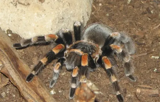 Simbolismo da Tarântula, Significado da Tarântula, Totem da Tarântula, Sonho da Tarântula e Mensagens