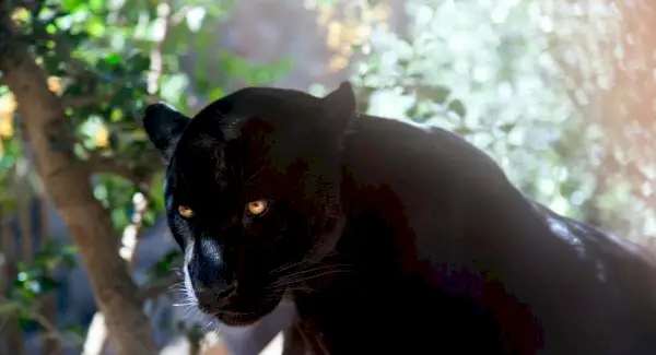 Černý Jaguár, Velká Kočka, Savec, Vzkazy Zvířat, Totemy, Symbolika Jaguára, Význam Jaguára, Totem Jaguára, Sen Jaguára, Zprávy