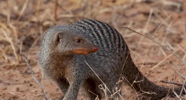 Simbolisme, somnis i missatges de la mangosta amb bandes