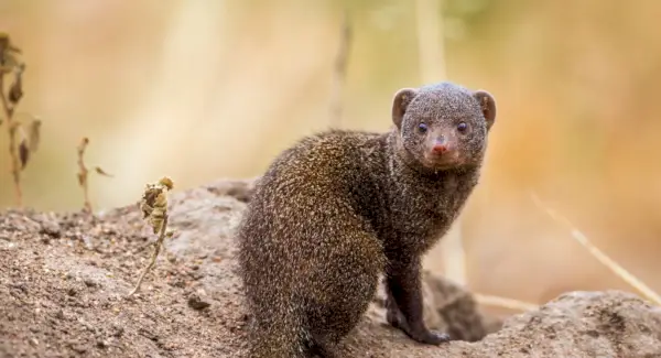 Tòtem de la mangosta nana, somnis i missatges