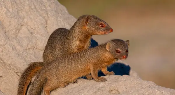 Simbolisme de la mangosta esvelta