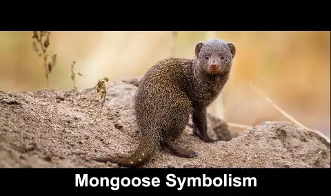 Reproductor de YouTube