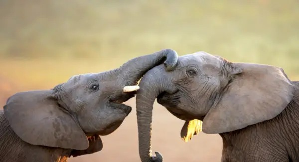 Totem de Elefante, Sonho de Elefante, Mensagens