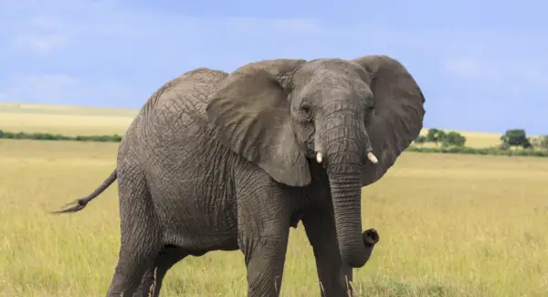 Simbolismo do Elefante