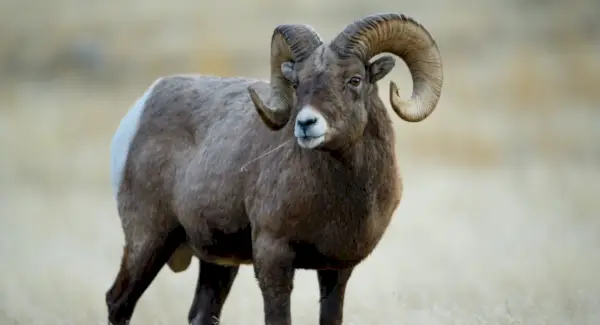 Simbolismo, sonhos e mensagens do carneiro selvagem