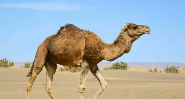 Camelo, Mamíferos, Mensagens e Totens de Animais, Simbolismo do Camelo, Significado do Camelo, Totem do Camelo, Animal Espírito do Camelo, Sonho do Camelo