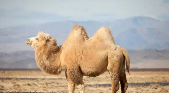 Camelo, Mamíferos, Mensagens e Totens de Animais, Simbolismo do Camelo, Significado do Camelo, Totem do Camelo, Animal Espírito do Camelo, Sonho do Camelo