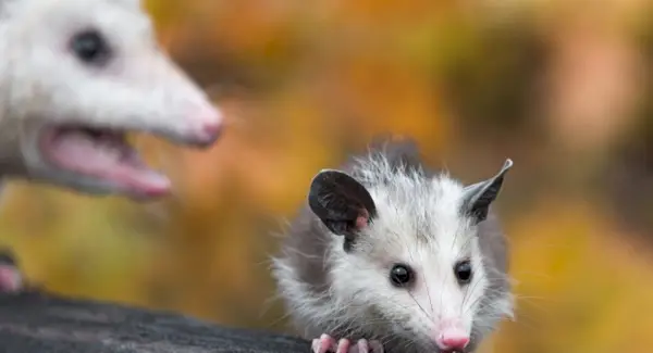 Опосум Сон, Тотем