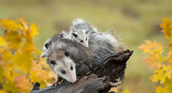 Опоссум Значення, Символіка