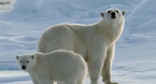 Symbolika ledního medvěda