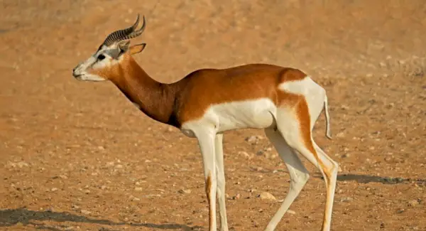 Dama Gazelle Simbolisme, Tòtem, Somnis i Missatges